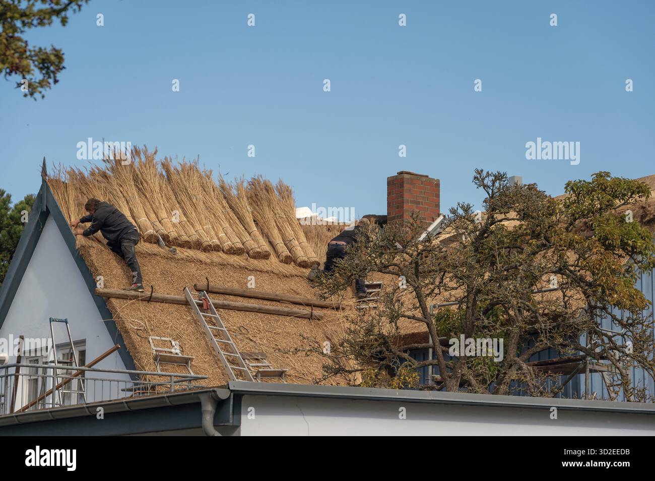 Ein Reetdach ist überdacht, Wieck a. Darss, Ostsee, Mecklenburg-Vorpommern, Deutschland Stockfoto