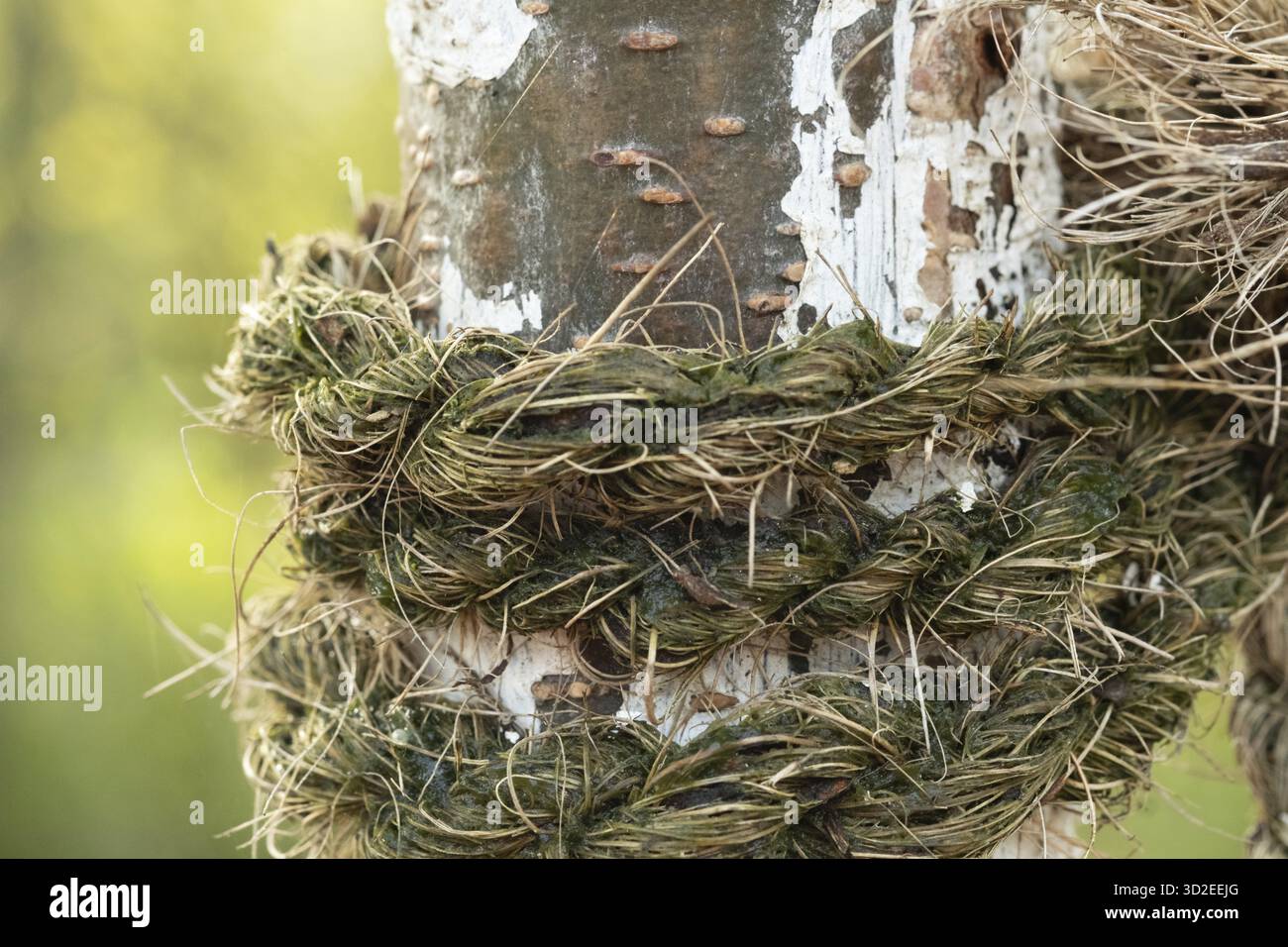 Raesfeld, NRW, Deutschland, altes Seil mit moosbindender Baumrinde, die einen starken Kontrast und eine starke Textur schafft Stockfoto
