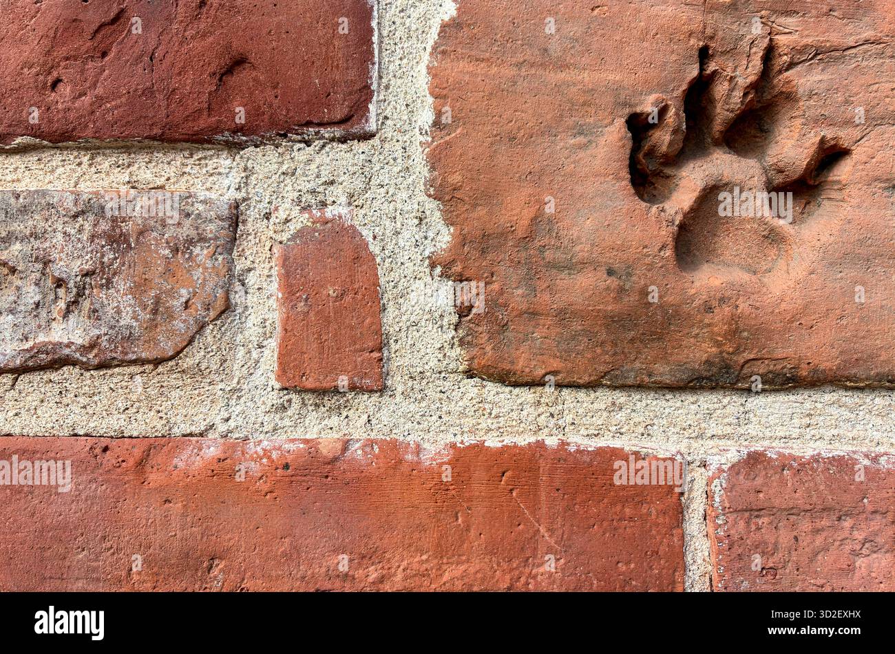 Terrakotta-Ziegelwand mit einem einzigen Tierpfotendruck, der in die Oberfläche eingebettet ist und eine einzigartige Textur und ein natürliches Muster aufweist. - Smartphone-aufgenommenes Stockfoto