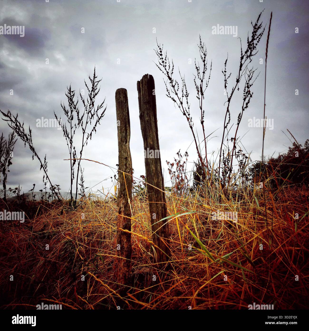 Zwei verwitterte Holzpfosten erheben sich über dem goldenen, getrockneten Gras und den wilden Pflanzen. Stockfoto