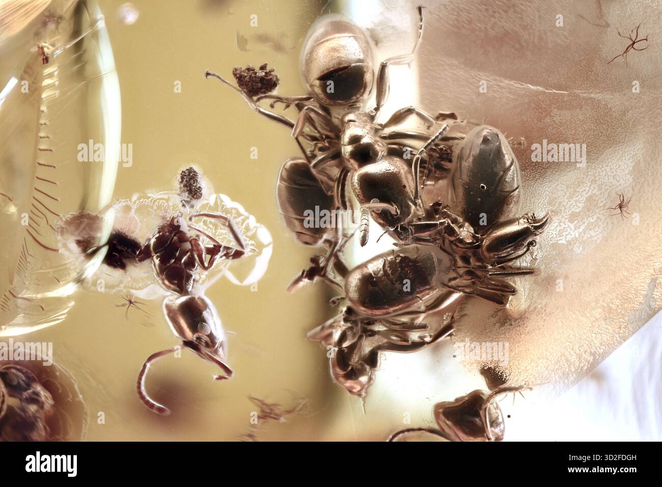 Eine Gruppe von fünf Formicidae-Ameisen, gefangen in baltischem Bernstein, Nahaufnahme-Makro, das vier gruppiert zeigt, möglicherweise interagierend oder kämpfend Stockfoto