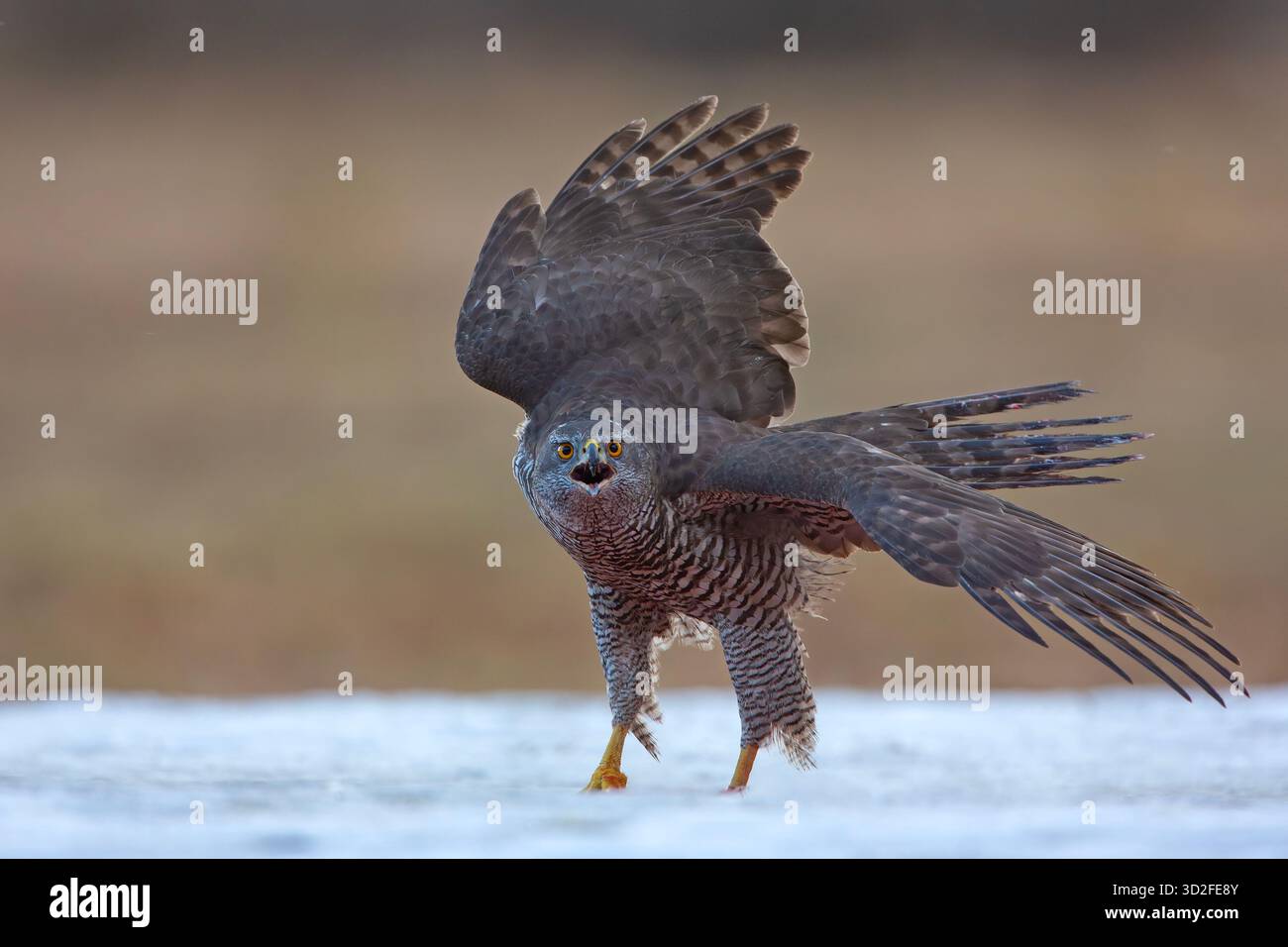 Der eurasische Goschawk (Astur gentilis) ist eine Art mittelgroßer Raubvögel aus der Familie Accipitridae Stockfoto
