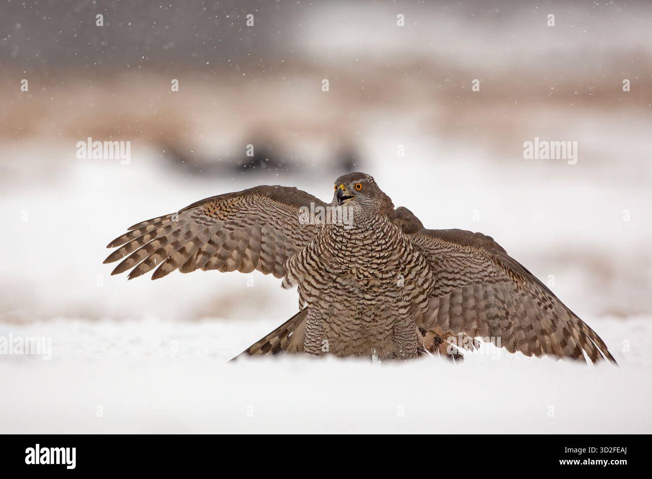 Der eurasische Goschawk (Astur gentilis) ist eine Art mittelgroßer Raubvögel aus der Familie Accipitridae Stockfoto
