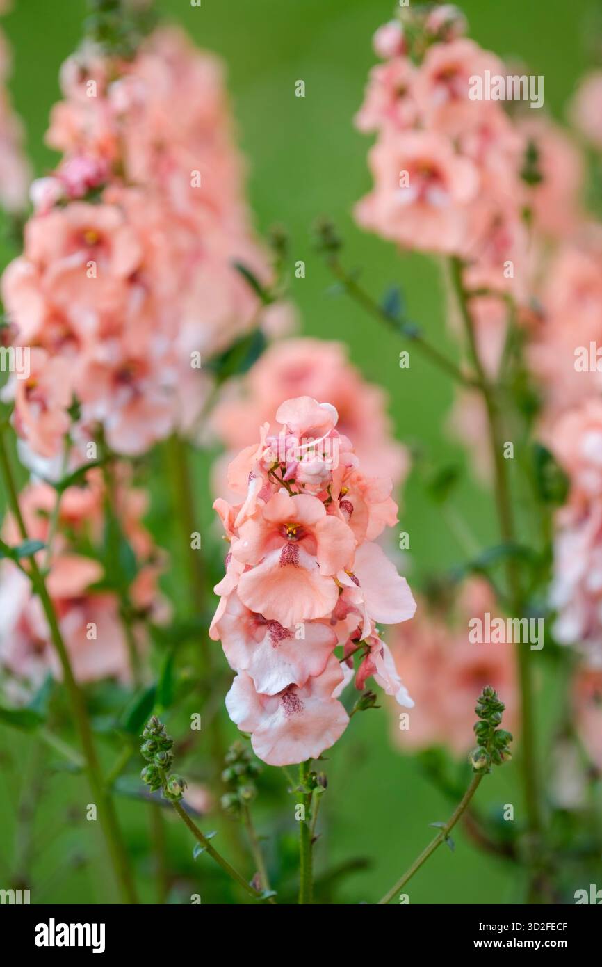 Diascia Monhop Apricot, Twinspur Monhop Apricot, blassrosa/blasspfirsichig-orange Blüten, Wirbel Stiele, Sommer Stockfoto