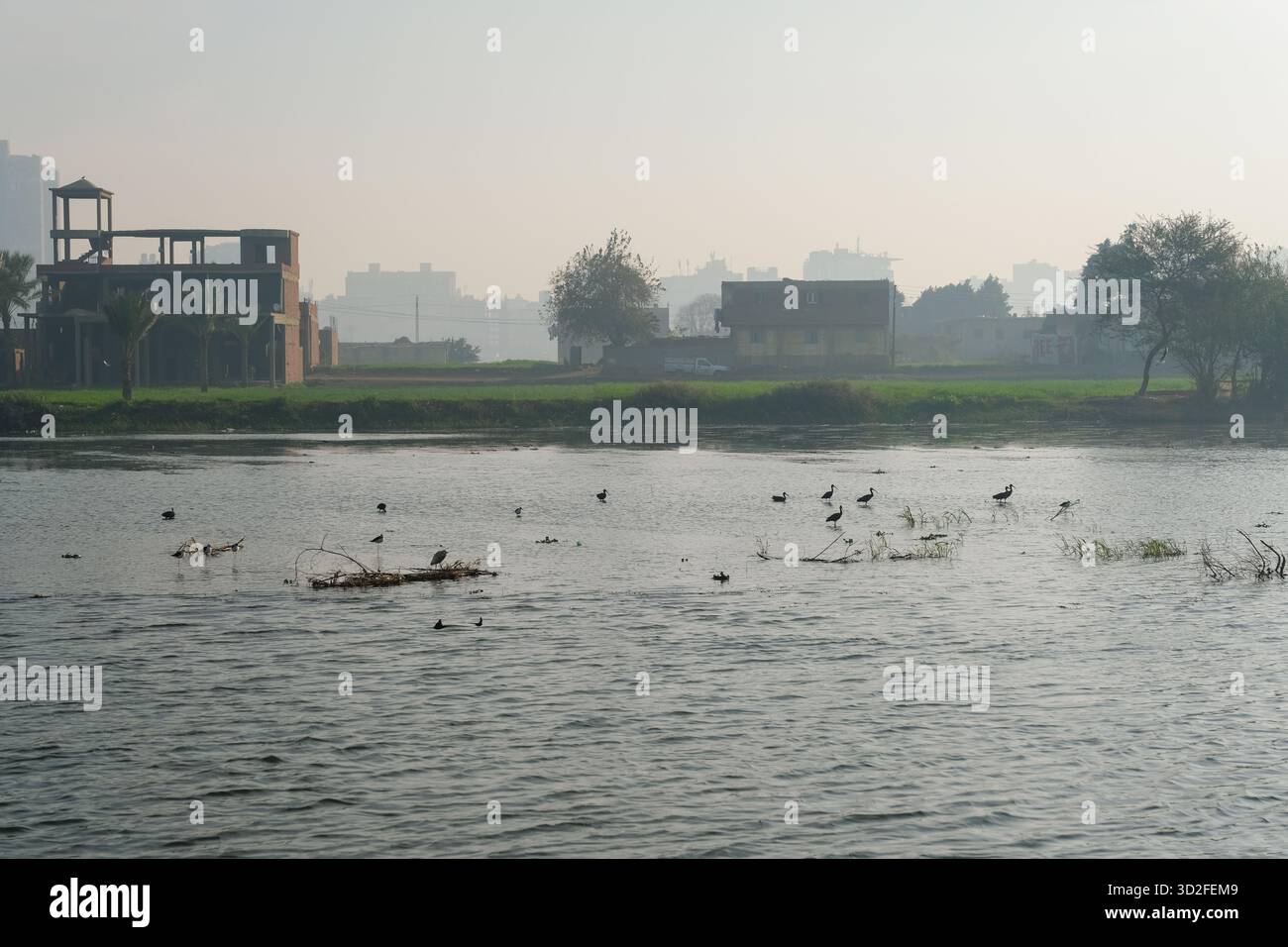 Am frühen Morgen auf dem Nil, mit Glossy Ibis (Plegadis falcinellus) Vögeln, die im Wasser waten, Kairo, Ägypten Stockfoto