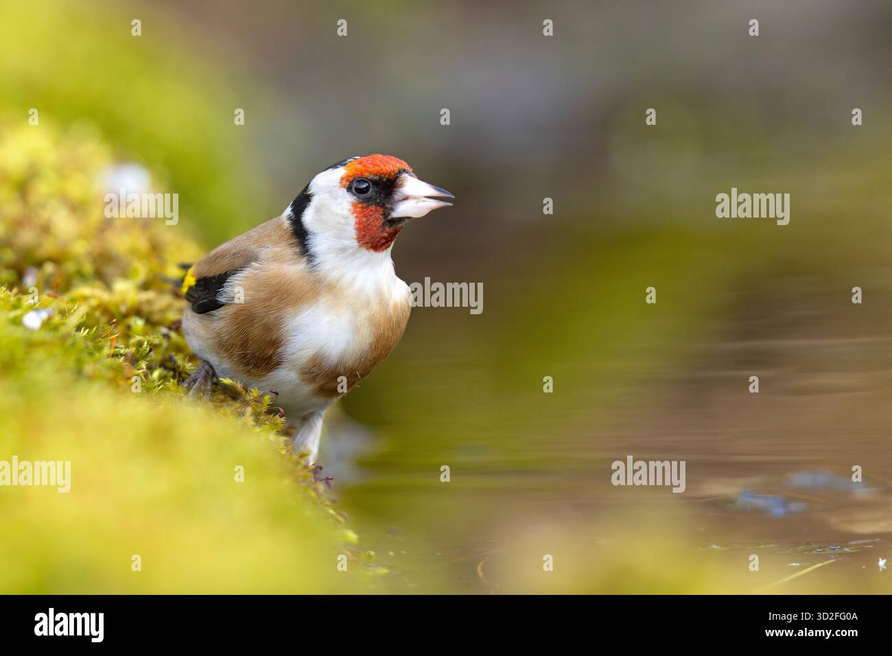 Der Europäische Goldfink oder einfach der Goldfink (Carduelis carduelis) ist ein kleiner Passerinvogel aus der Familie der finken Stockfoto