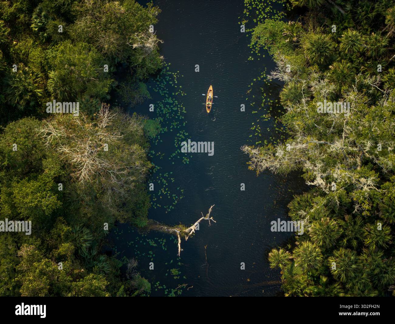 Top-Down-Foto von Tandemkayakern in Wekiva Springs, Florida, USA. Oktober 2025. Stockfoto