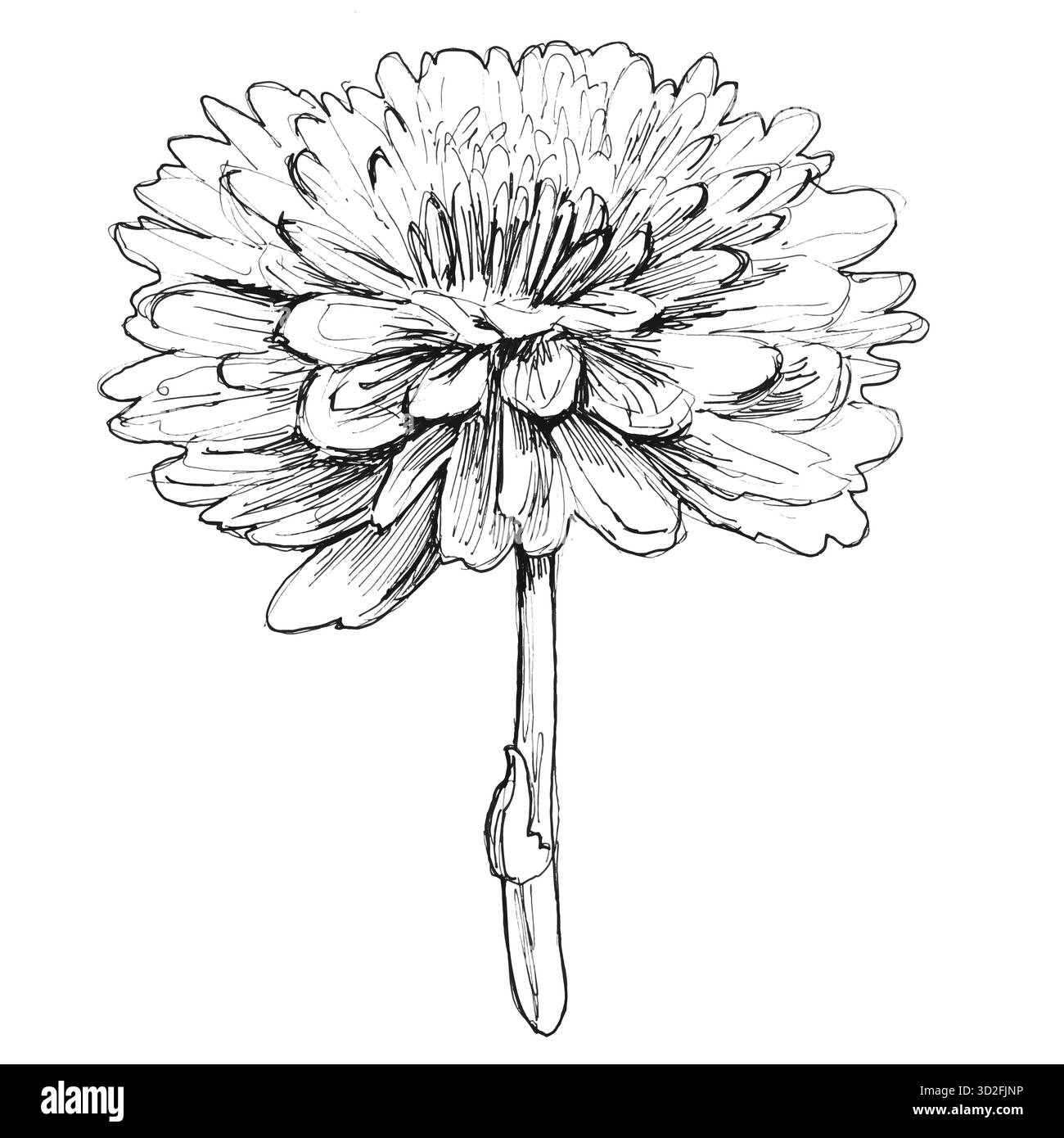 Chrysanthemenblume. Detaillierte handgezeichnete Linienzeichnung. Schwarz-weiße dekorative Blumentabelle im Skizzenstil für saisonale Designs, florale Br Stock Vektor