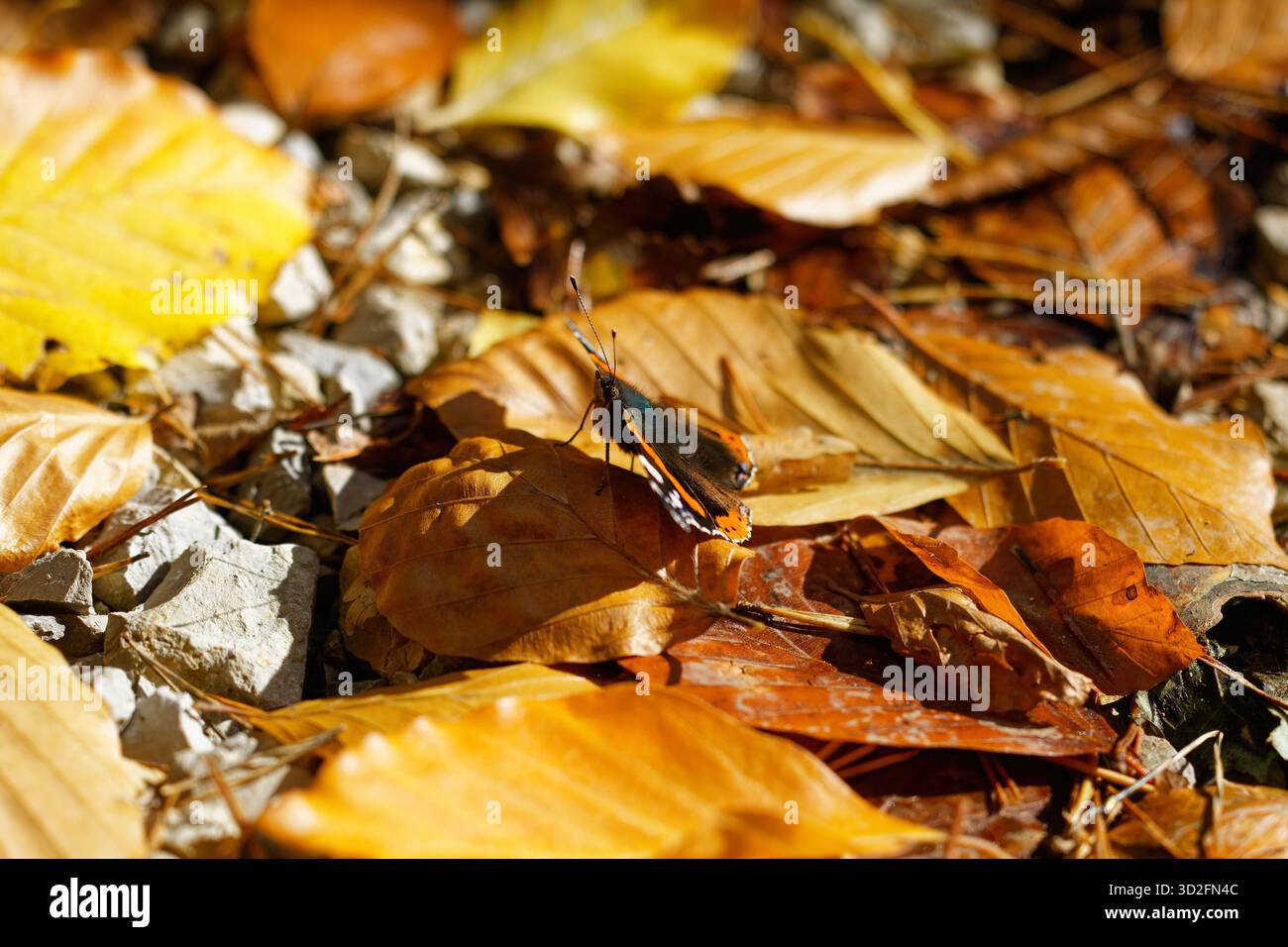 Falter Schmetterling Stockfoto