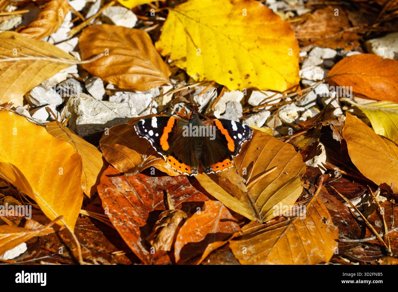 Falter Schmetterling Stockfoto