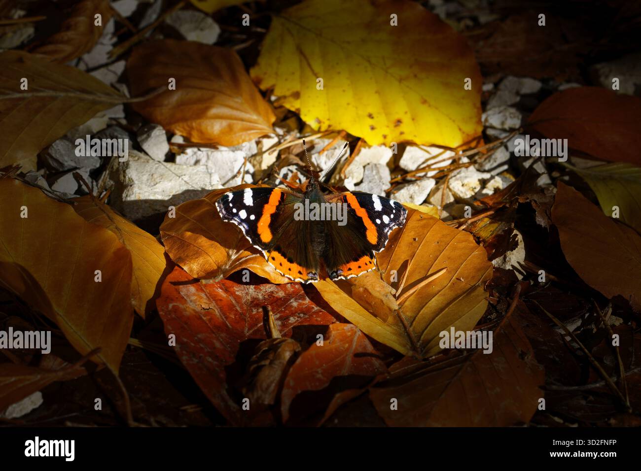 Falter Schmetterling Stockfoto