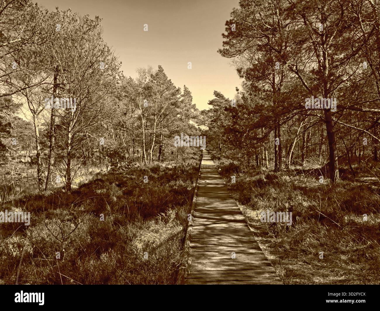 Ein Plankenweg führt durch die Pietzmoor-Landschaft in der Lüneburger Heide bei Schneverdingen, Deutschland, sepiafarben Stockfoto