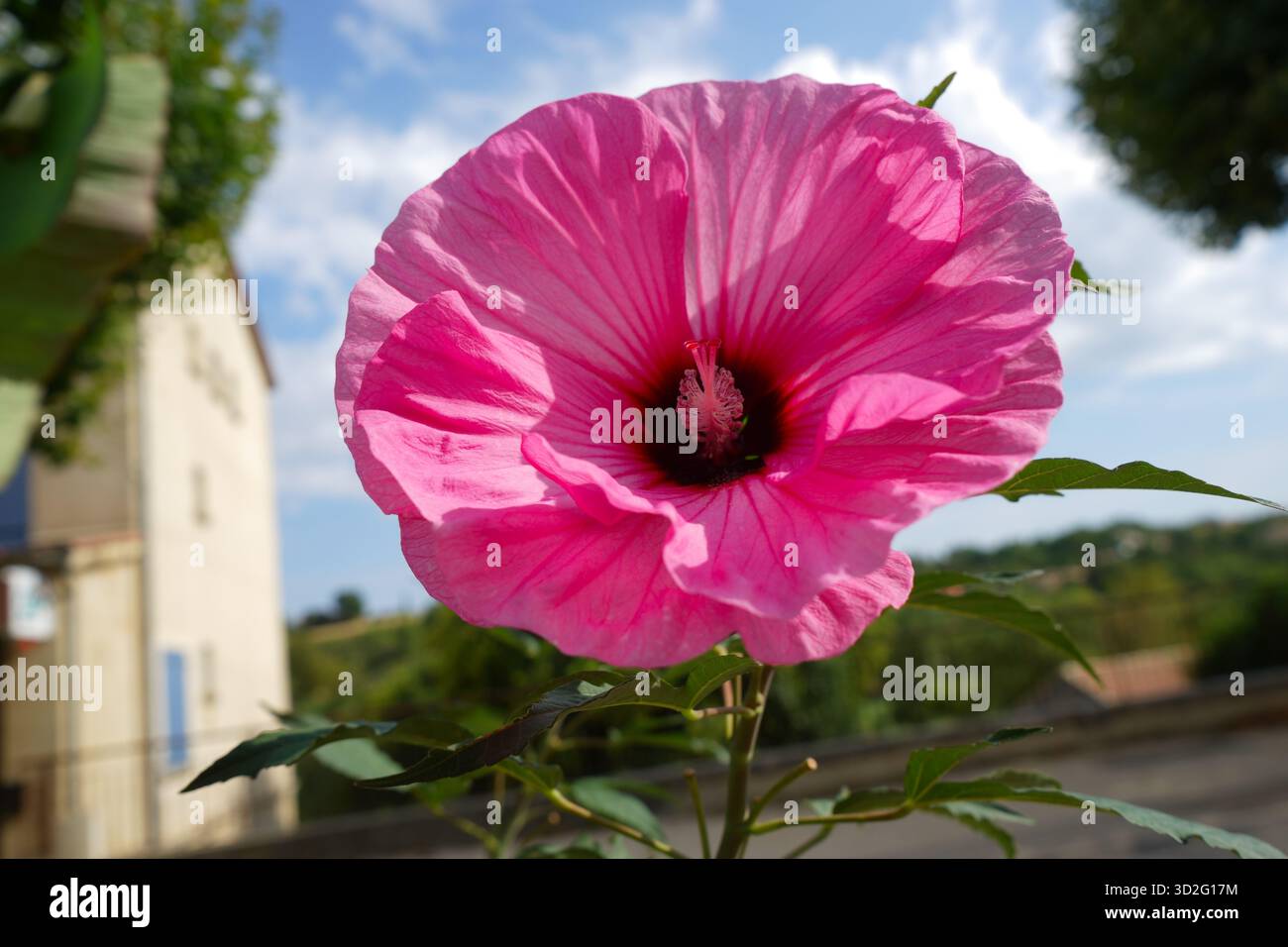 Hibiskusblüte in Valensole, Provence-Alpes-Côte d'Azur, Provence, Frankreich Stockfoto