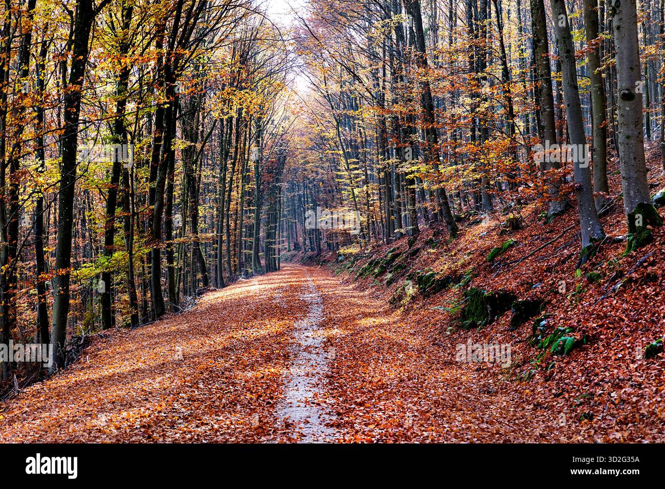 Waldweg bedeckt mit spektakulären bunten Herbstbaumblättern und umgeben von Herbstlaub im größten Wald sloweniens, Kocevski rog Stockfoto