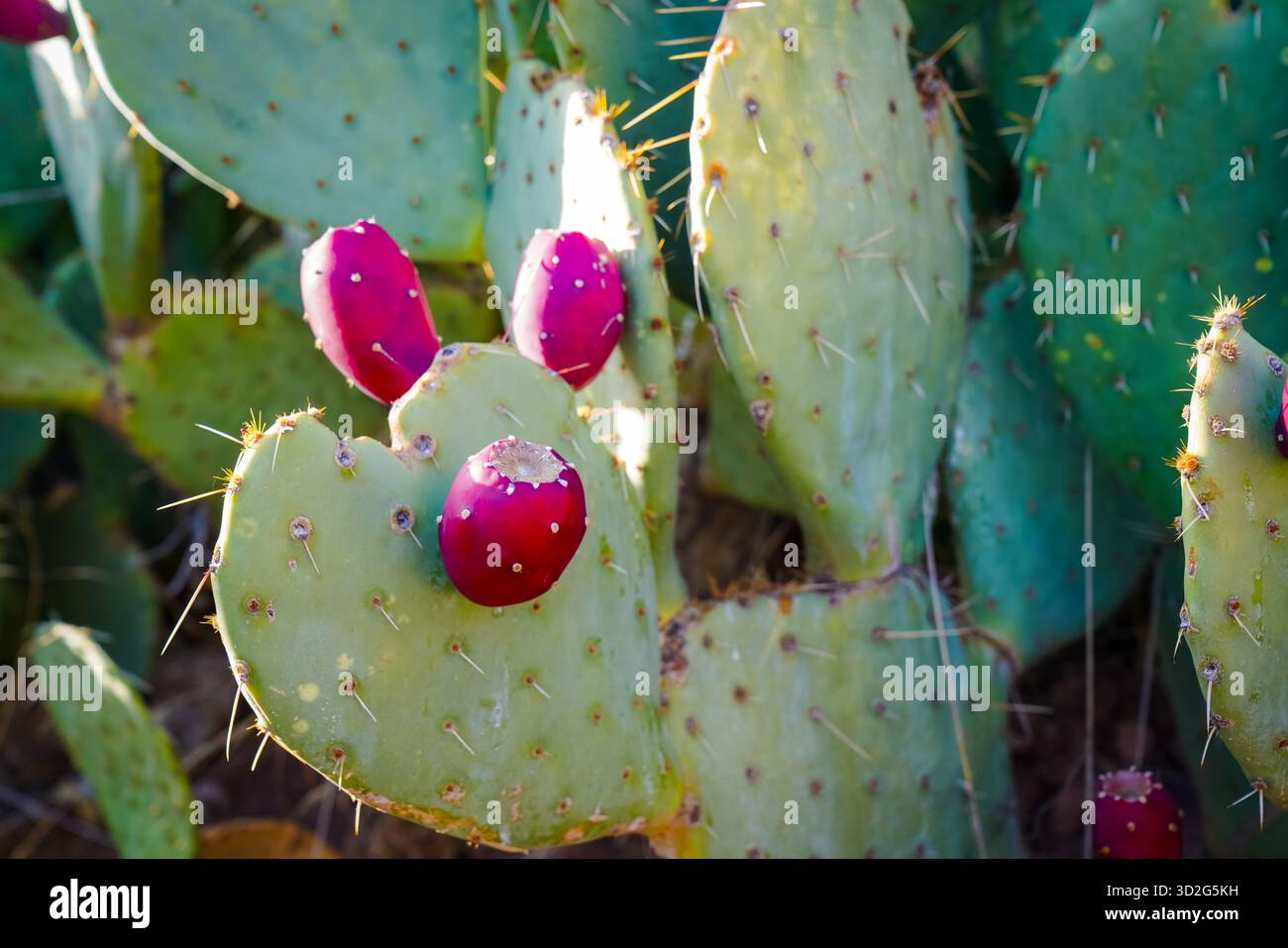 Auf einem grünen Kaktuspad sitzen drei helle Kaktusfrüchte, beleuchtet von warmem Sonnenlicht und umgeben von Wüstenvegetation. Stockfoto