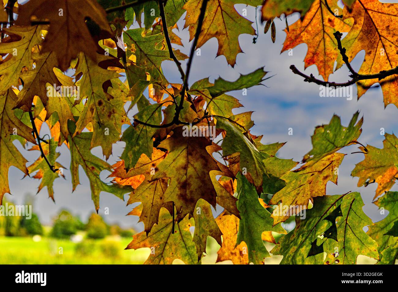 Das Bild fängt das Wesen des Herbstes mit einem detaillierten Fokus auf Eichenblätter und Äste ein. Die Farbpalette wird von den warmen Herbsttönen dominiert – b Stockfoto