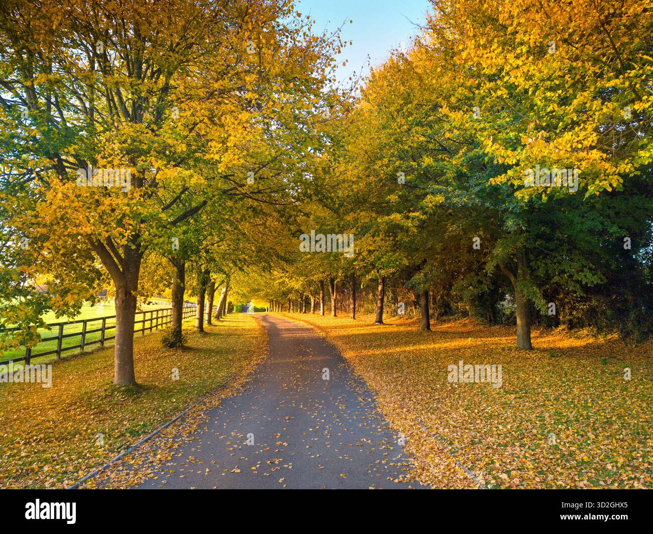 Herbstszene, goldenes warmes Sonnenlicht auf Wegen und Bäumen Stockfoto