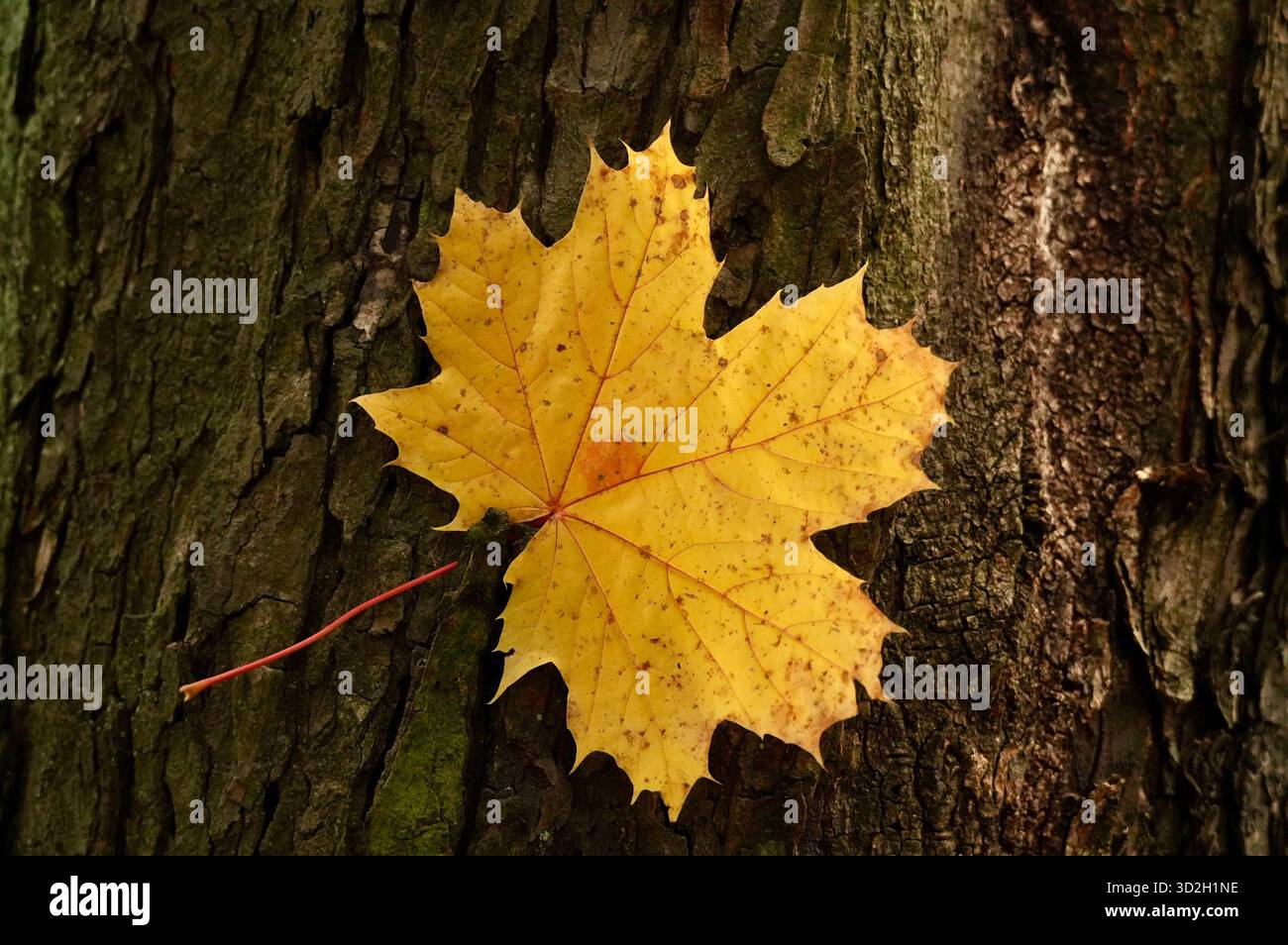 Gelbes Ahornblatt auf der Rinde eines Baumes im Herbstwald Stockfoto