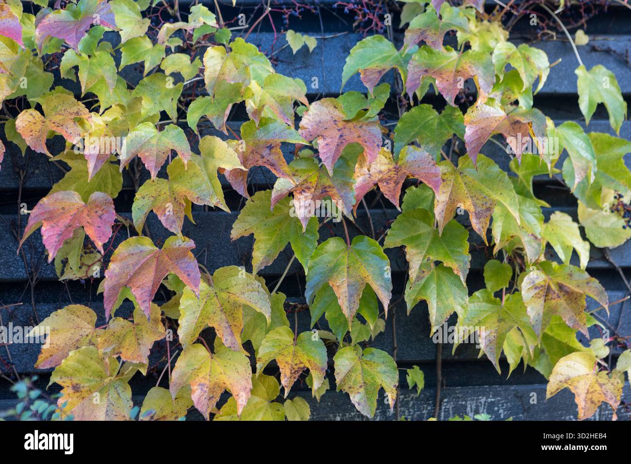Die bunten Blätter des Weinbergs im Herbst leuchten unter sanftem Sonnenlicht und verschmelzen Rot-, Gold- und Grüntöne. Die sanfte Brise bewegt sich durch die Weinstöcke, f Stockfoto