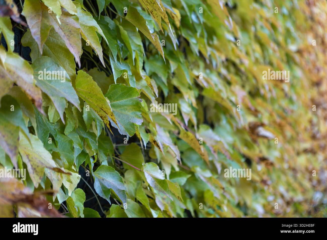 Die bunten Blätter des Weinbergs im Herbst leuchten unter sanftem Sonnenlicht und verschmelzen Rot-, Gold- und Grüntöne. Die sanfte Brise bewegt sich durch die Weinstöcke, f Stockfoto
