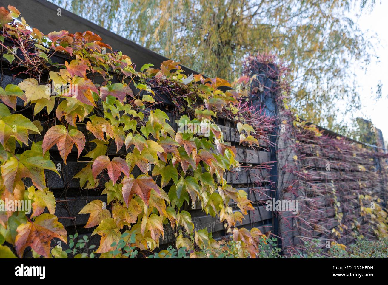 Die bunten Blätter des Weinbergs im Herbst leuchten unter sanftem Sonnenlicht und verschmelzen Rot-, Gold- und Grüntöne. Die sanfte Brise bewegt sich durch die Weinstöcke, f Stockfoto