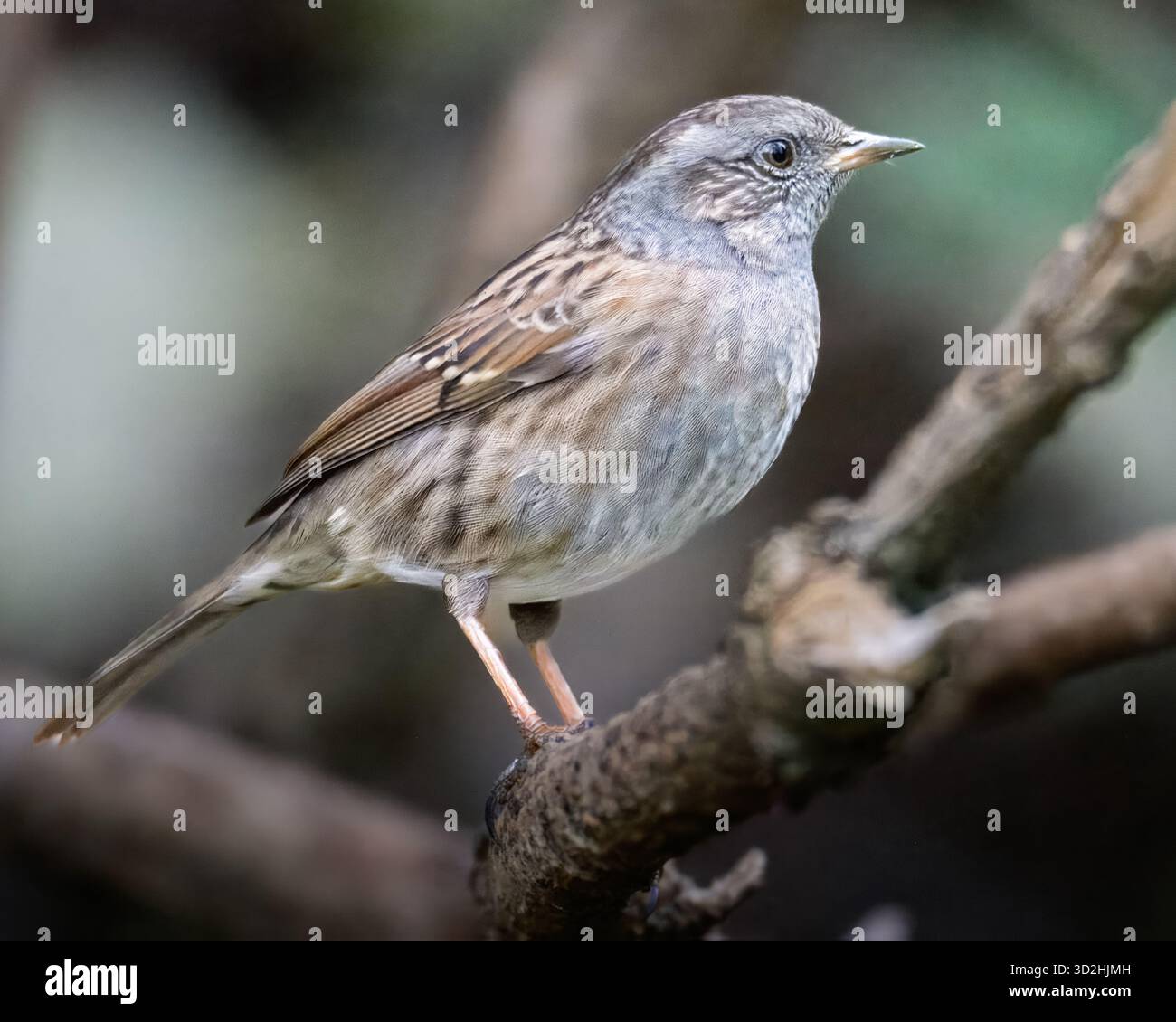 Dunnock, Prunella Modularis, liegt in Woodland bei Rowlands Gil, Gateshead. Oktober 2025 Stockfoto