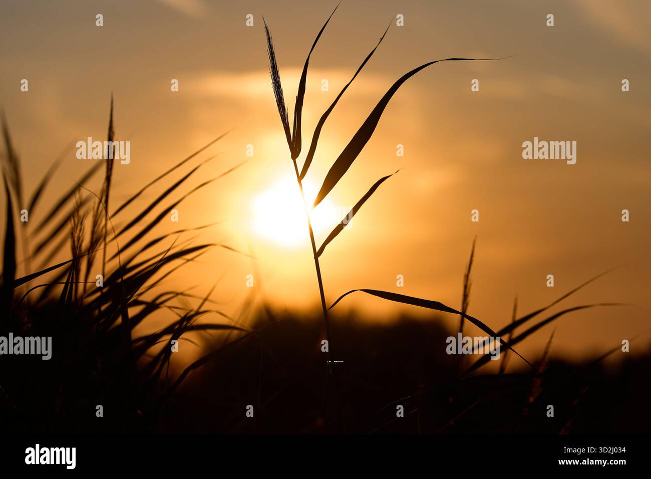 Joachimowka, Polen: Goldener Sonnenuntergang am Ufer der Fischteiche Stockfoto