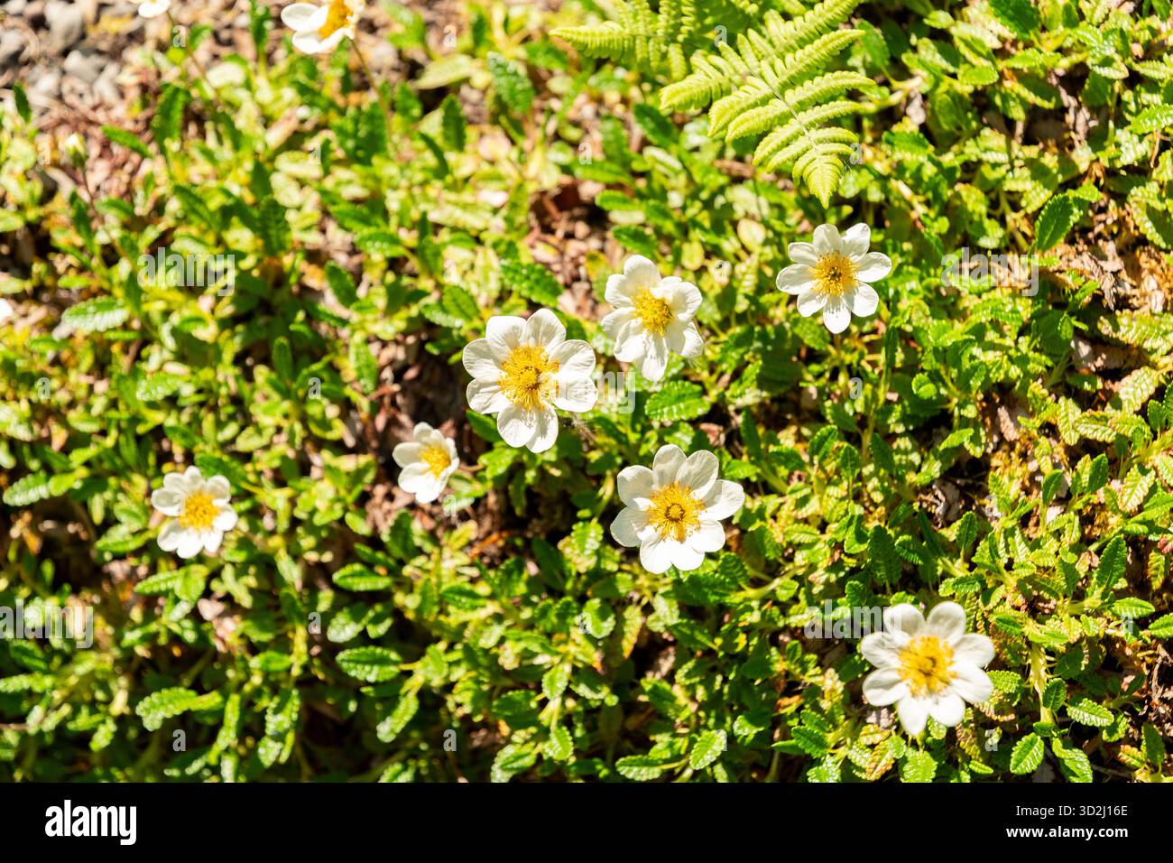 Zürich, Schweiz, 1. Mai 2025 Dryas Octopetala oder Bergavens Pflanzen im Botanischen Garten Stockfoto