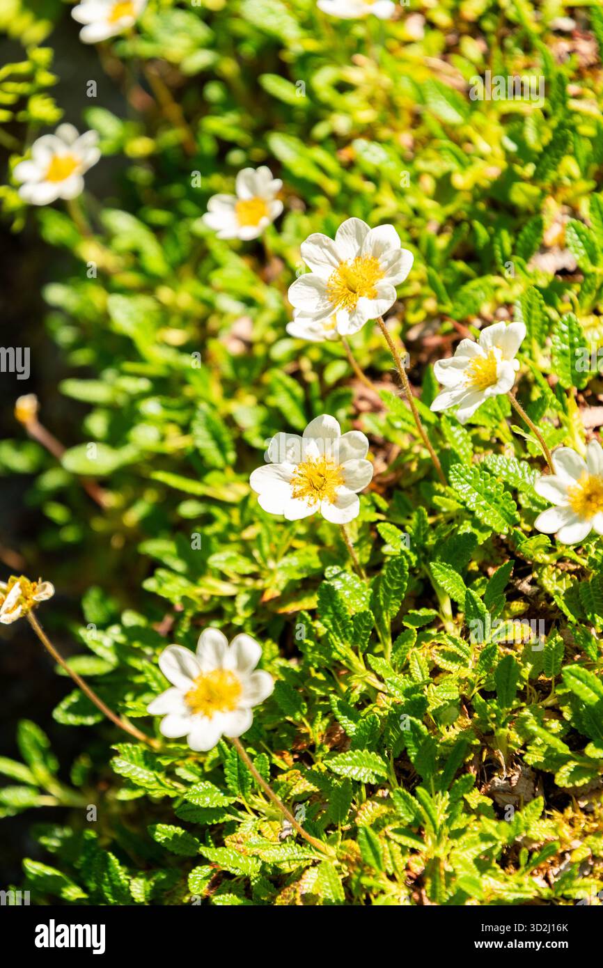 Zürich, Schweiz, 1. Mai 2025 Dryas Octopetala oder Bergavens Pflanzen im Botanischen Garten Stockfoto