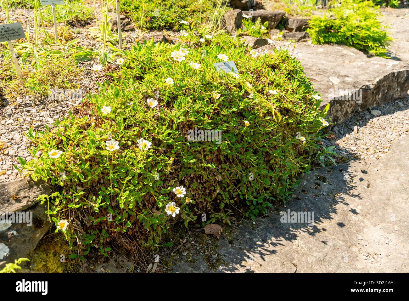 Zürich, Schweiz, 1. Mai 2025 Dryas Octopetala oder Bergavens Pflanzen im Botanischen Garten Stockfoto