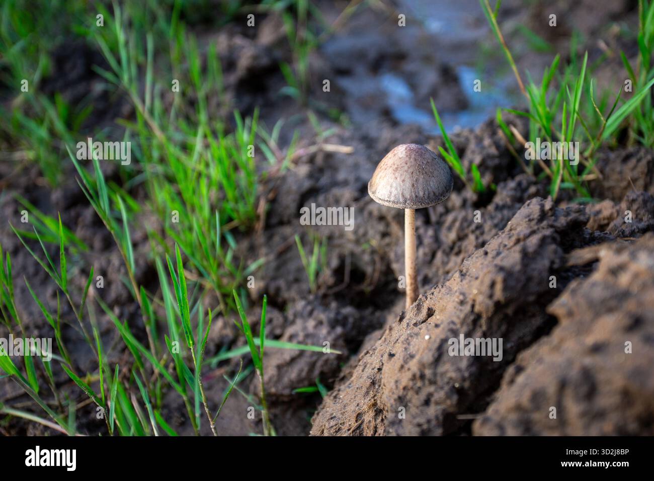 Selektiver Fokus Panaeolus ist ein Elefanten-Dungpilz, der entlang des Flusses wächst, aus dem das grüne Gras stammt. Stockfoto