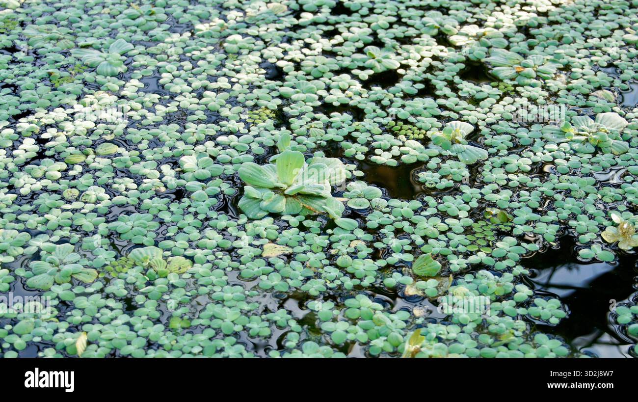 Wasser mit Salat bedeckt Stockfoto
