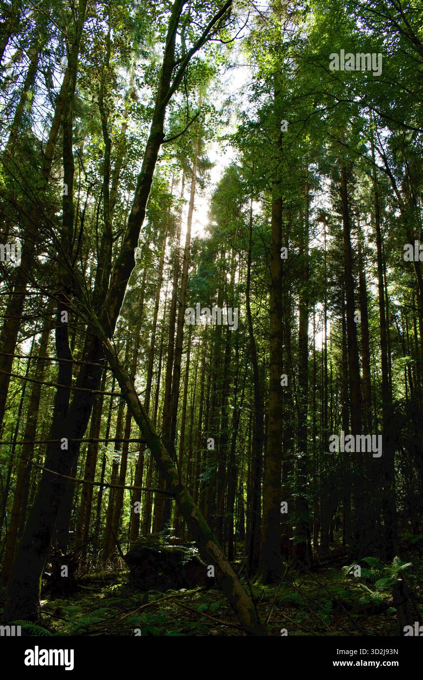 Stiller Wald im Sommer mit umgefallenem Baum Stockfoto