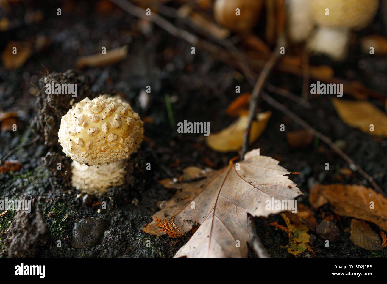 Zwei leuchtend gelbe Amanita gemmata-Pilze mit weißen Warzen auf konvexen Kappen und schlanken weißen Stielen sprießen aus dem Erdboden Stockfoto