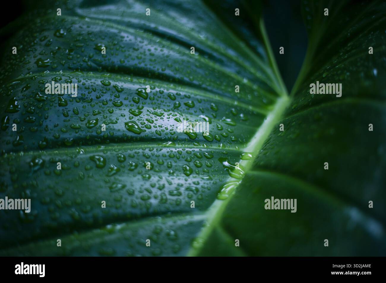 Leuchtend grünes Blatt mit glitzernden Wassertröpfchen auf der Oberfläche, mit komplizierter Textur und natürlichem Muster. Frische Pflanze weckt Sinn für Stockfoto