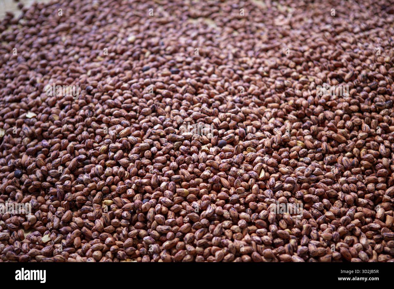 Kleine braune Samen erzeugen eine reichhaltige, organische Textur, die ein Gefühl von natürlicher Fülle weckt. Diese Lebensmittelzutat, die für die Landwirtschaft lebenswichtig ist, bietet gesunde Hintergründe Stockfoto