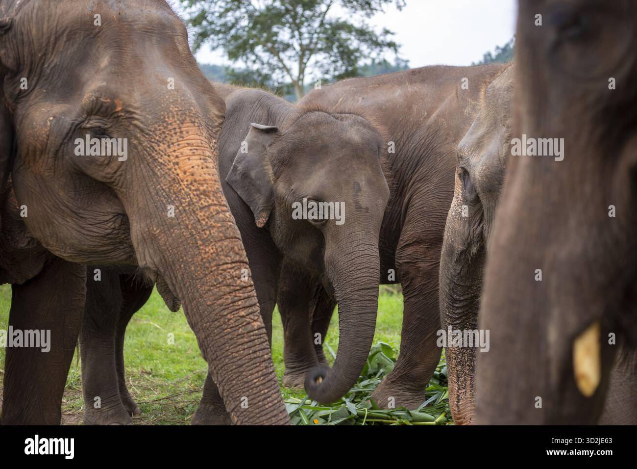 Majestätische Herde asiatischer Elefantenfamilie, die einen friedlichen Moment im grünen Heiligtum genießt. Große Säugetiergruppe mit grauer Haut und kräftigem Stamm stehend Stockfoto