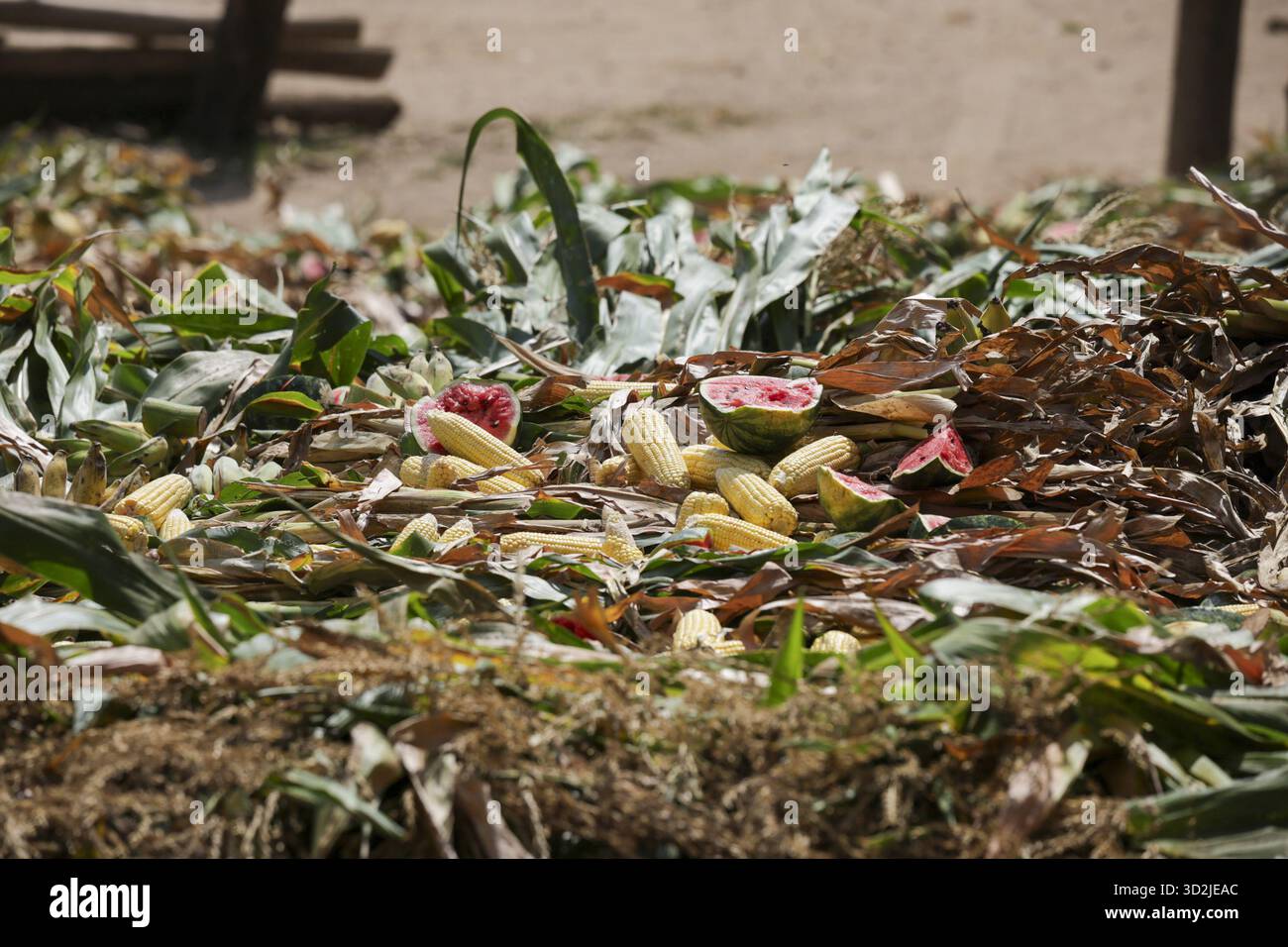 Großer Komposthaufen mit organischen Abfällen und Lebensmittelabfällen aus dem Garten. Natürlicher Recyclingprozess, bei dem Rückstände zu reichhaltigem Dünger für nachhaltige Landwirtschaft werden Stockfoto