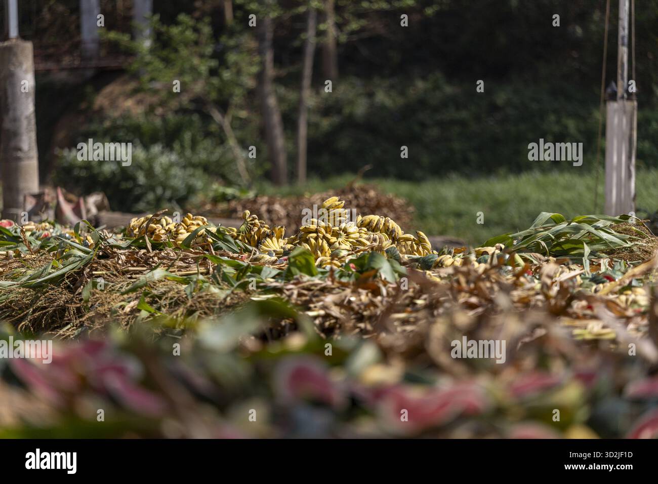 Großer Kompoststapel voller organischer Abfälle, Essensreste und verfallendes Obst im Naturgarten. Der Zersetzungsprozess stellt ein nachhaltiges Recycling dar Stockfoto