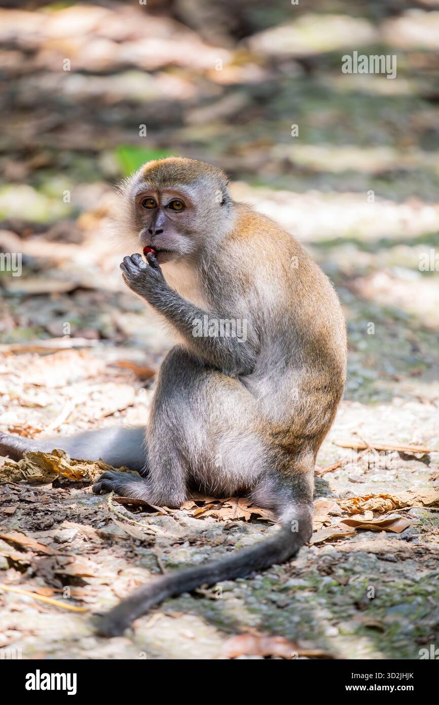 Der Krabbenfressende Makaken (Macaca fascicularis) im Krabbenfressenden Makaken (Macaca fascicularis) im Chestnut Nature Park in Singap in Singapur. Das ist es Stockfoto