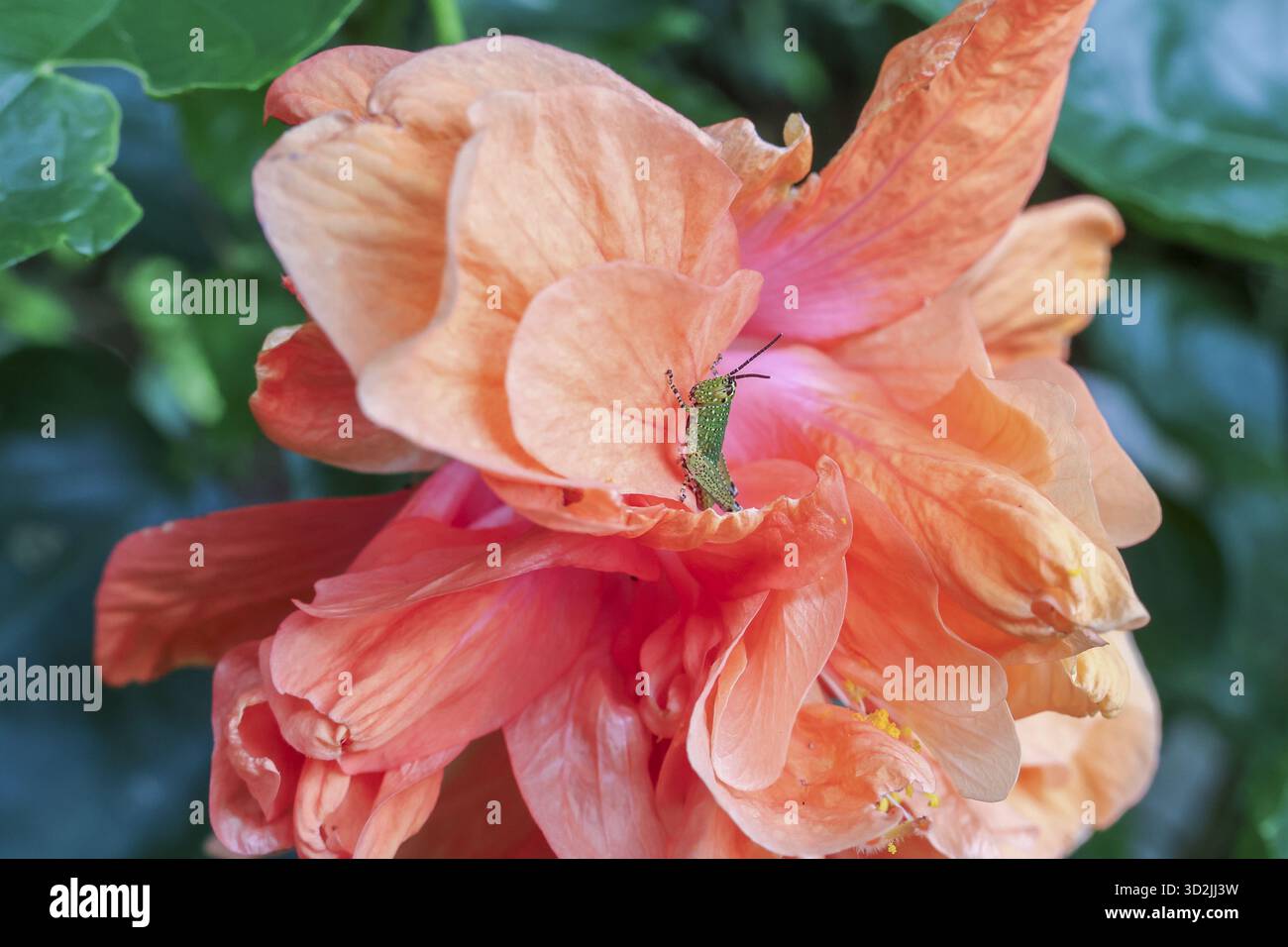 Die lebendige Pfirsichblüte Hibiskusblüte mit ihren doppelten Blütenblättern, die sich in zarter Schönheit entfalten, weckt Wärme und Sommer. Seine komplizierten Schichten und sein weiches h Stockfoto