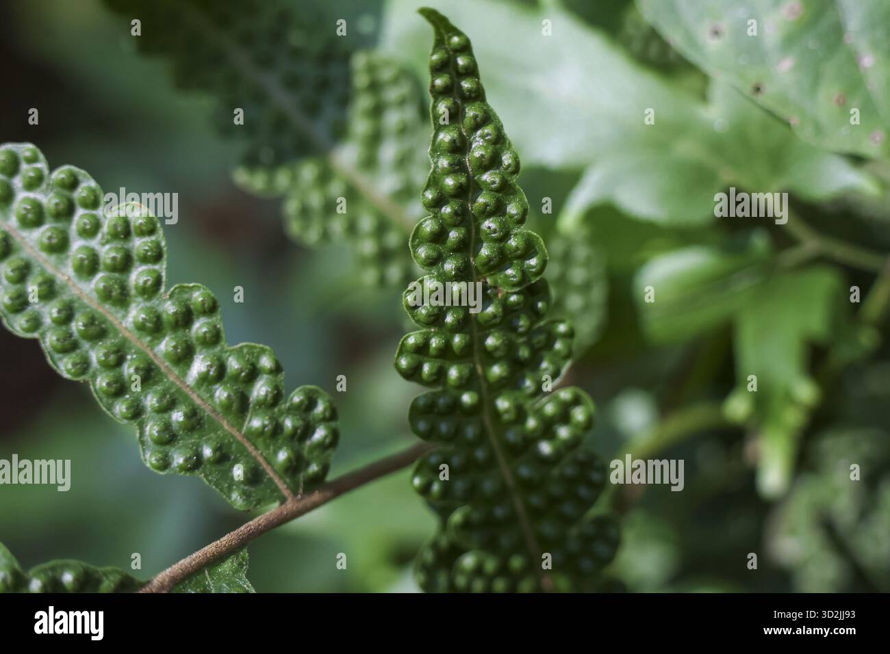 Ruhige Makroaufnahme mit leuchtend grünem Farnwedel mit holpriger Textur. Das Pflanzenblatt zeigt ein detailliertes natürliches Muster aus dem sori, dem Wunder des botanischen LIFE Stockfoto