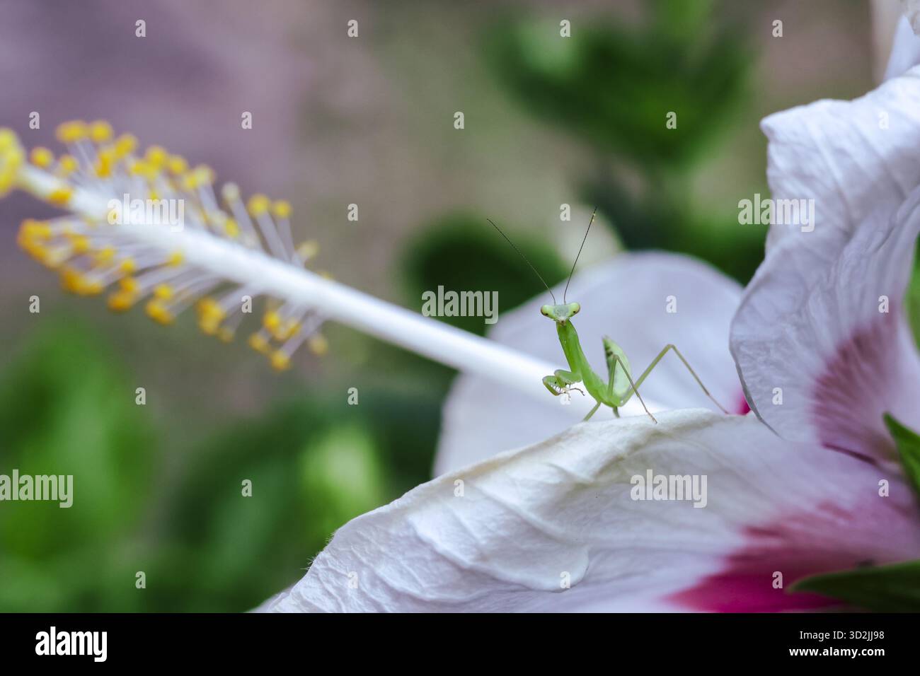 Die winzige Gebetsmantis thront zart auf einer lebendigen Hibiskusblüte, deren kleiner Körper ein Gefühl wachsamer Stille gegen die zarte Blütenpracht vermittelt Stockfoto