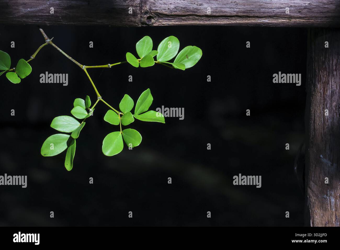 Einzelner grüner Zweig mit zartem Blatt, das neues Wachstum vor dunklem Holzhintergrund symbolisiert. Einfache Naturszene, die Gefühle von ruhiger Hoffnung und Quie weckt Stockfoto