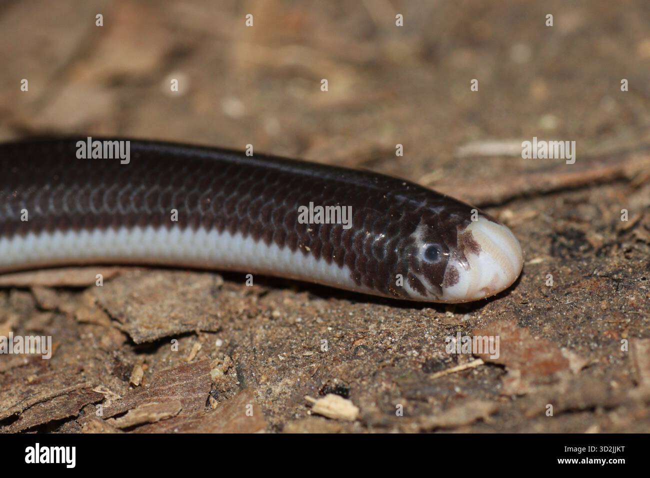 Makrofoto des Kopfes von Amerotyphlops reticulatus unter Blattstreu im Amazonasregenwald, zeigt die für foss typische Skalation und kleine Augen Stockfoto