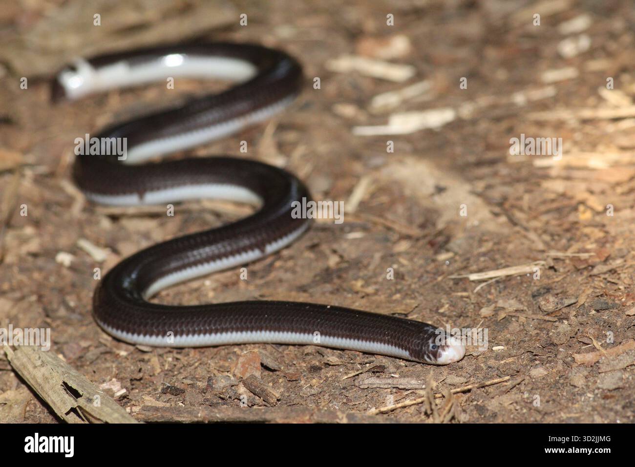 Ganzkörperfoto von Amerotyphlops reticulatus in seinem natürlichen Lebensraum auf dem Boden des Amazonas-Regenwaldes Stockfoto