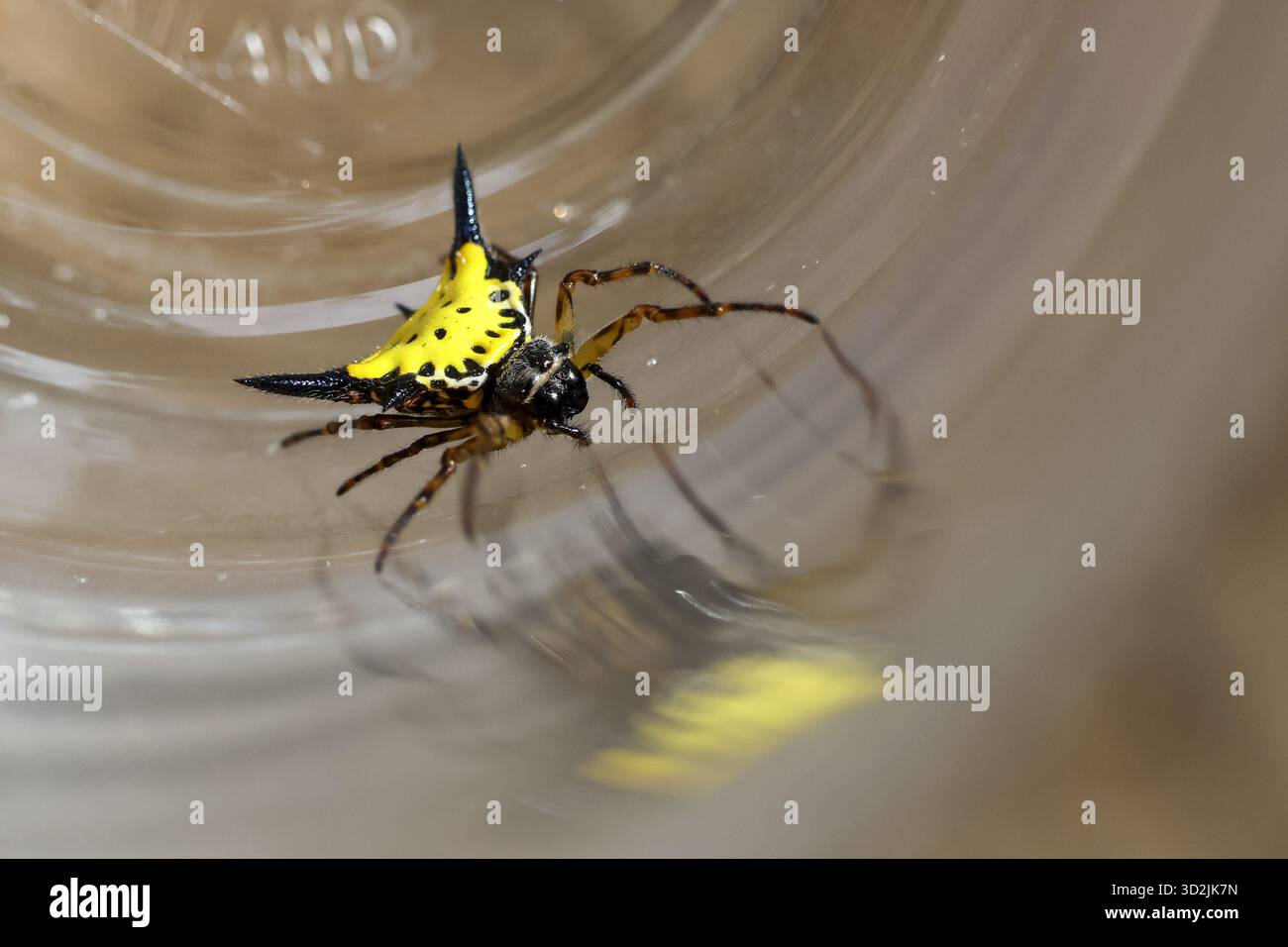 Die markante, stachelige Kugelweberspinne zeigt komplizierte gelbe, schwarze Markierungen mit markanten Stacheln. Ein einzigartiger Arthropod, ein kleines Wesen, zeigt seine Details Stockfoto