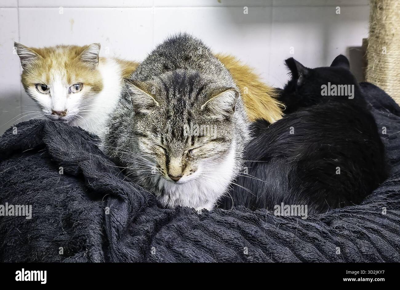 Details von Schweinefleisch in einer Metzgerei Stockfoto