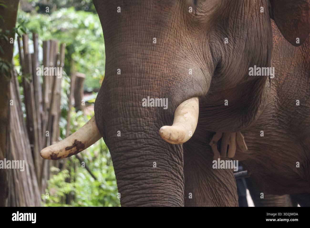 Ruhige, majestätische Nahaufnahme eines großen asiatischen Elefanten, der seinen kräftigen Elfenbeinzahn und seine zerknitterte graue Haut zeigt. Mächtiges wildes Säugetier im üppigen Dschungel Habitat wi Stockfoto