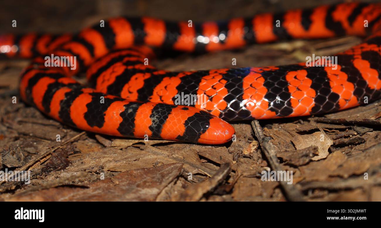 Nahaufnahme des Kopfes von Anilius scytale (Korallenzylinderschlange, Rohrschlange) in ihrem natürlichen Lebensraum unter Regenwaldstreu. Dieser seltene Fossorial sp Stockfoto